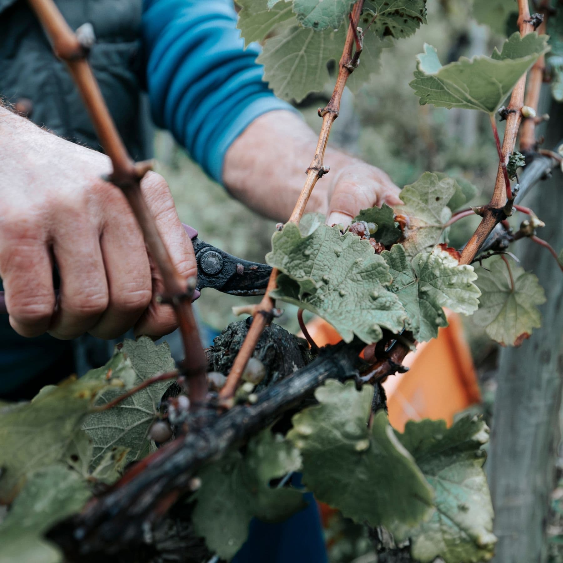 Person holding wine glass